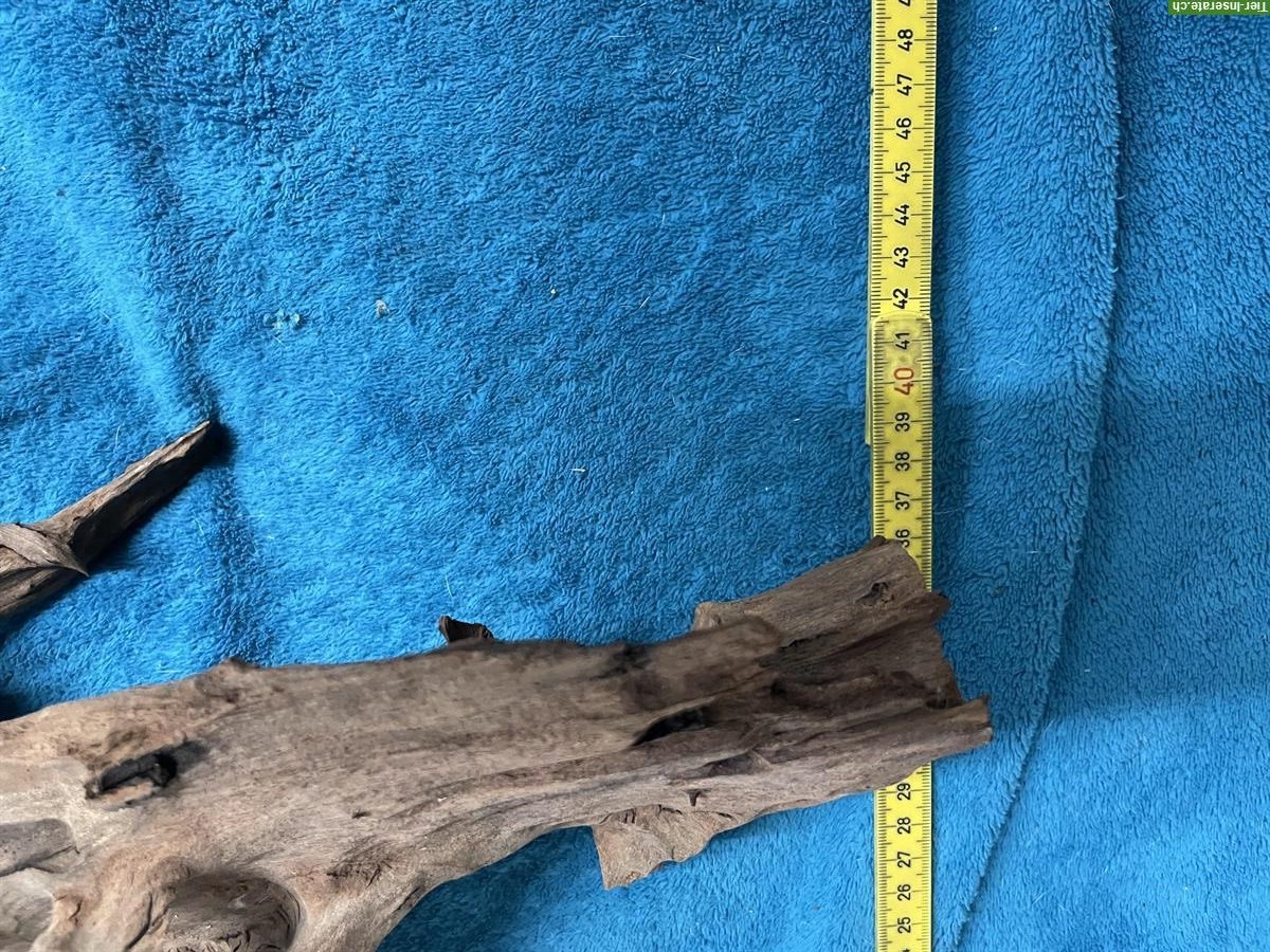 Bild 5: Grosse Mangrovenwurzel fürs Aquarium