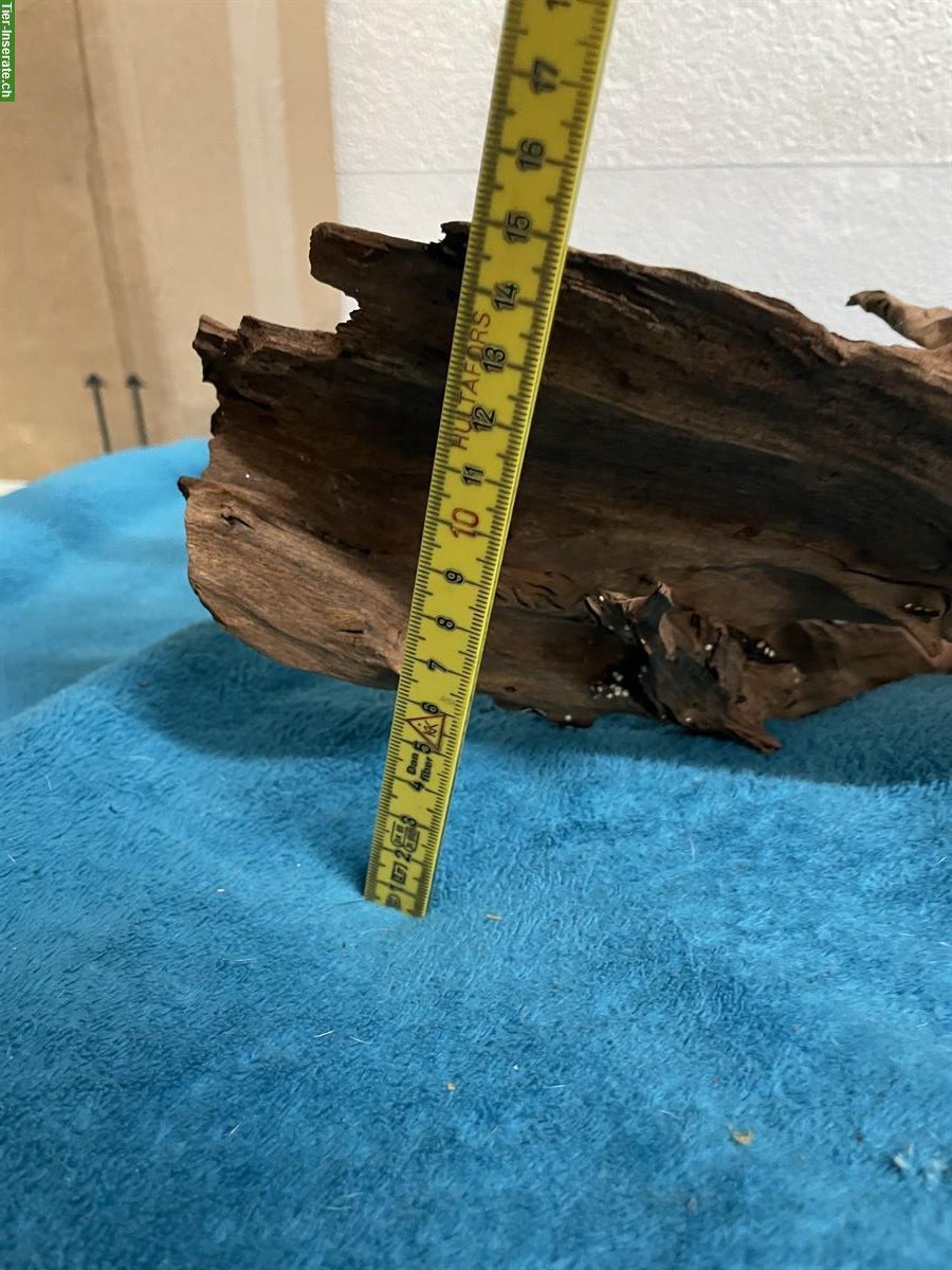 Bild 6: Grosse Mangrovenwurzel fürs Aquarium