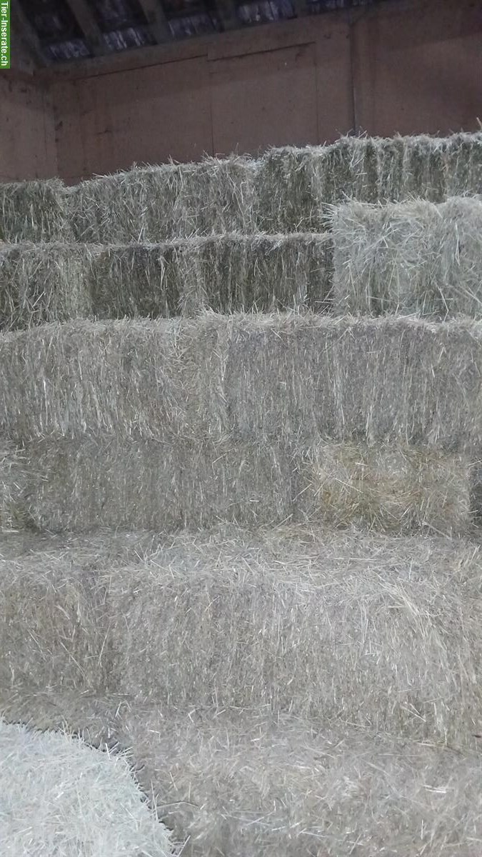 Bild 3: Heu & Emd in Kleinballen ab Hof, Buch am Irchel ZH