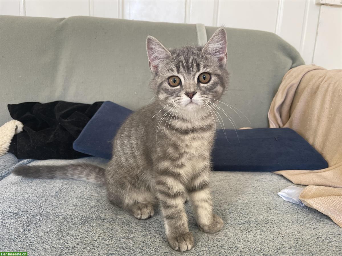 BKH Mix Kitten sucht neues Zuhause