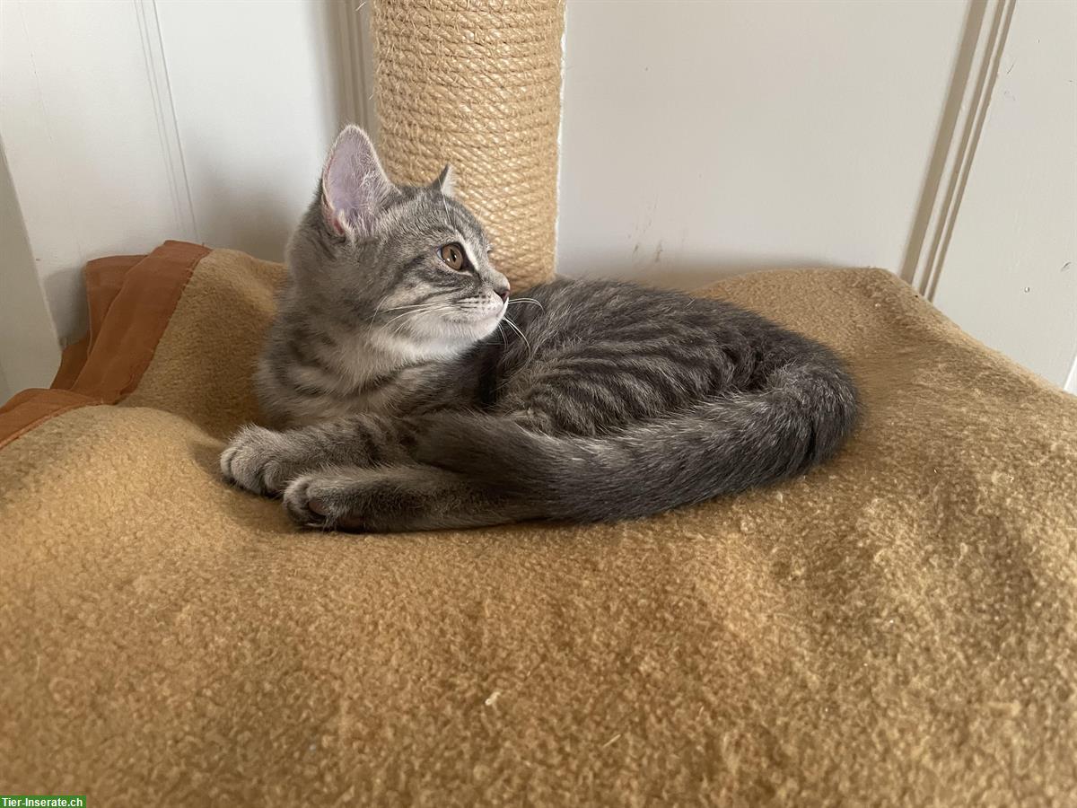 Bild 2: BKH Mix Kitten sucht neues Zuhause