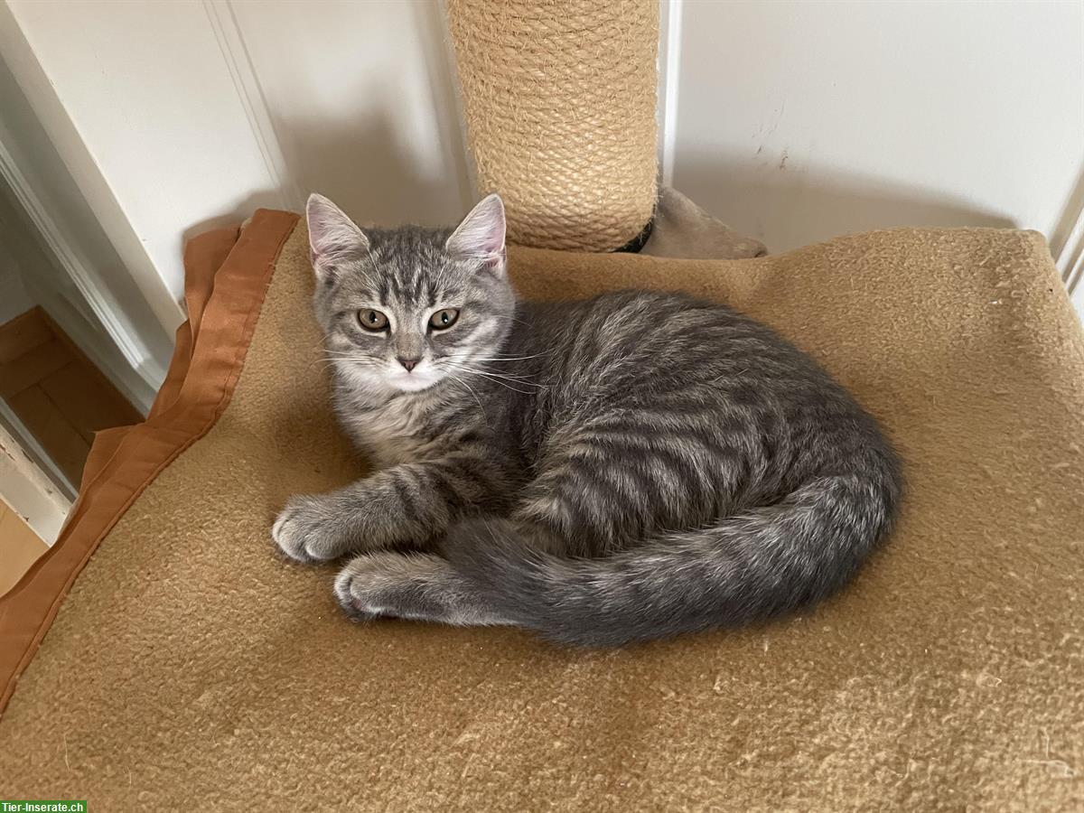 Bild 3: BKH Mix Kitten sucht neues Zuhause