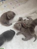 Reinrassige BKH Kätzchen abzugeben