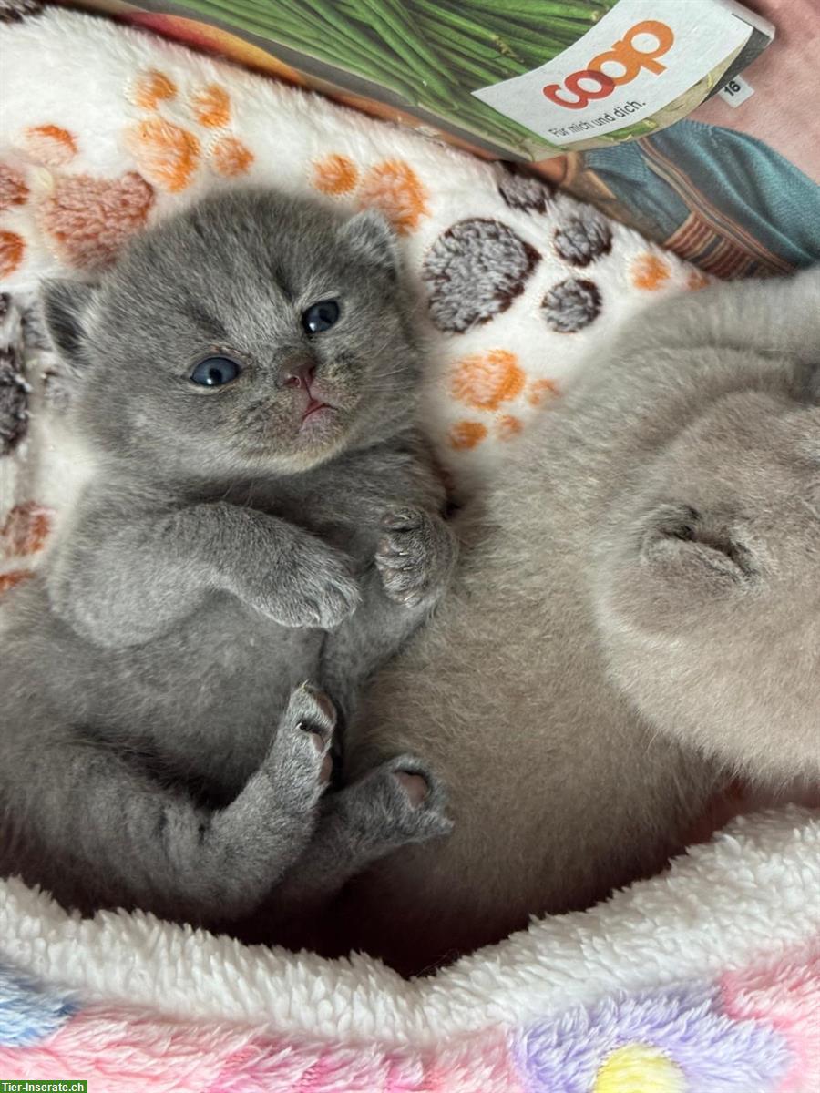 Bild 2: Reinrassige BKH Kätzchen abzugeben
