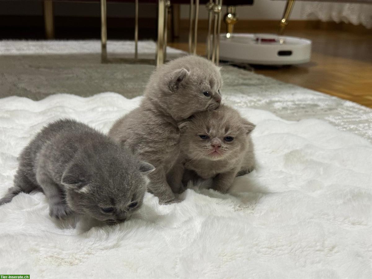 Bild 3: Reinrassige BKH Kätzchen abzugeben