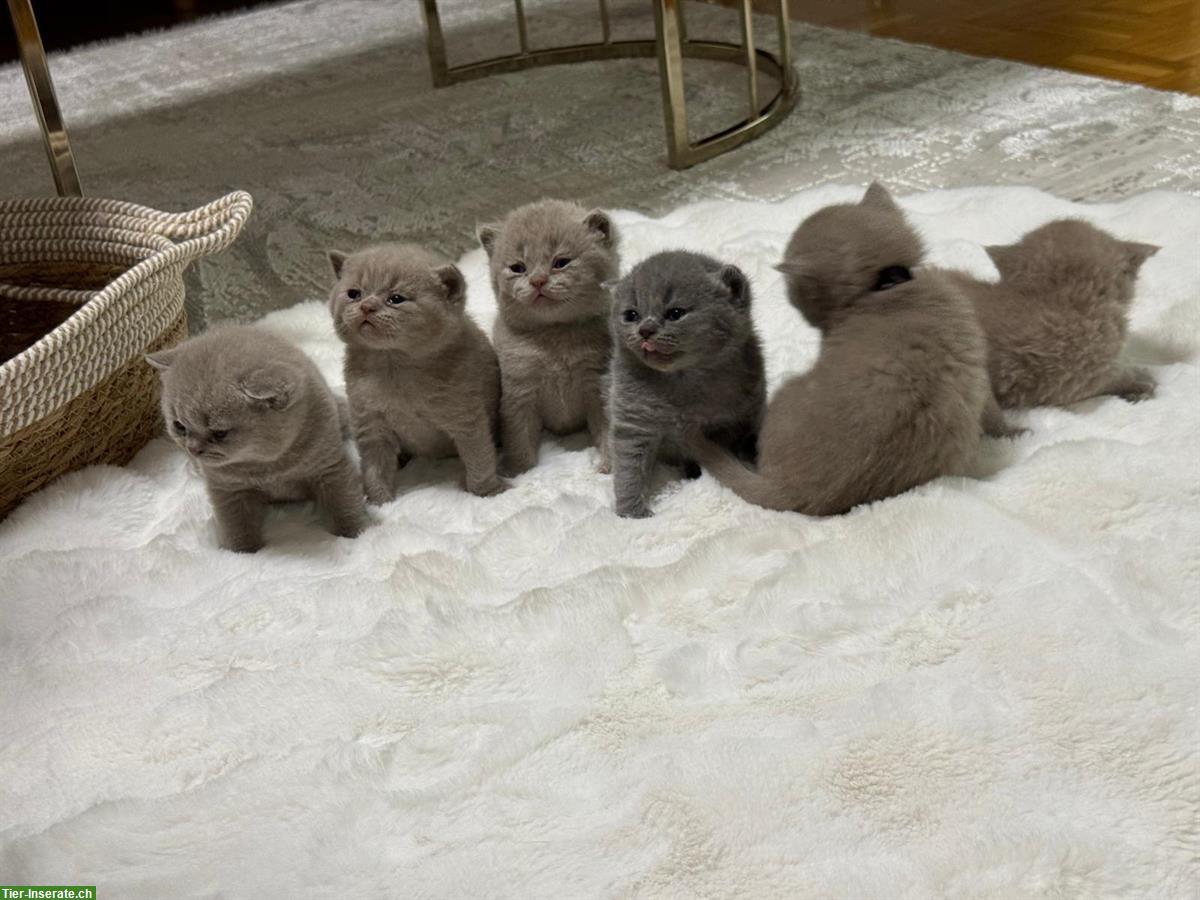 Bild 4: Reinrassige BKH Kätzchen abzugeben