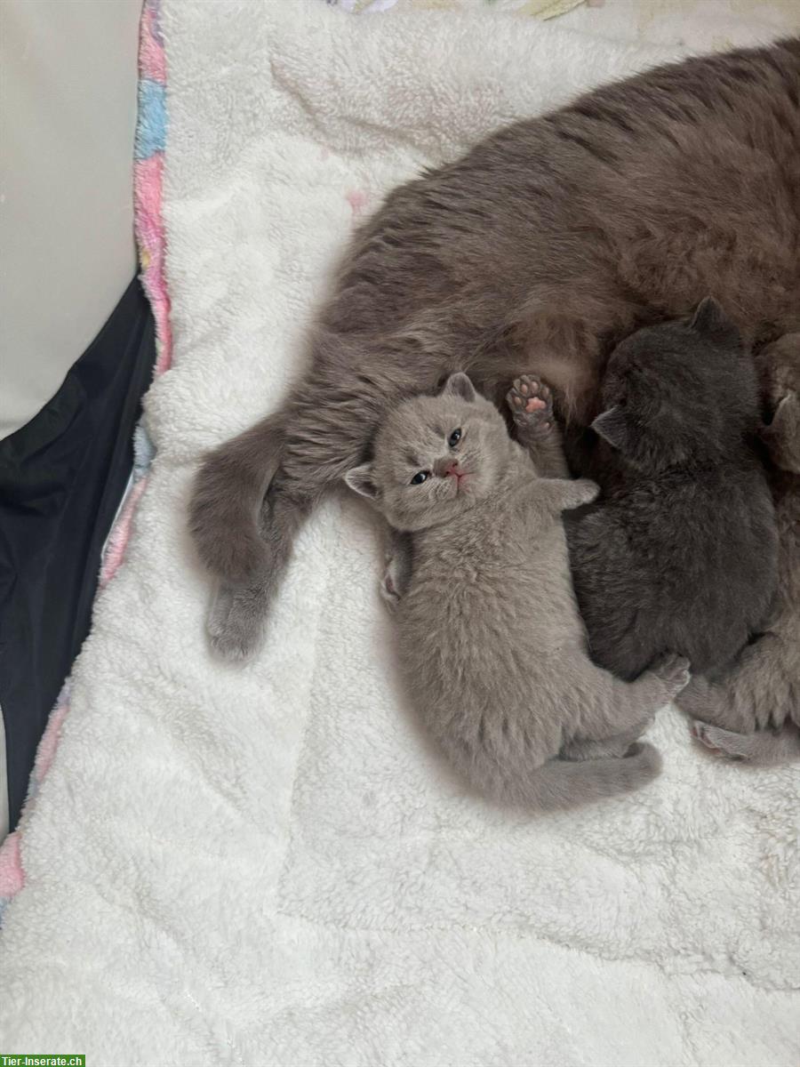 Bild 5: Reinrassige BKH Kätzchen abzugeben