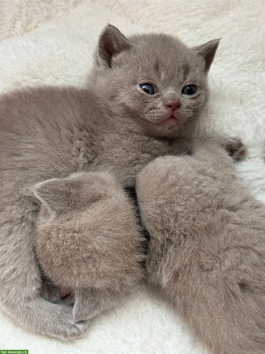 Bild 6: Reinrassige BKH Kätzchen abzugeben