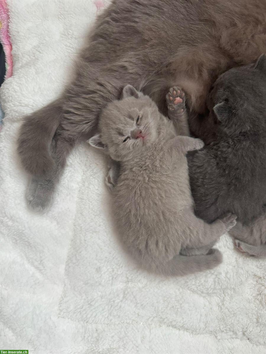 Bild 7: Reinrassige BKH Kätzchen abzugeben