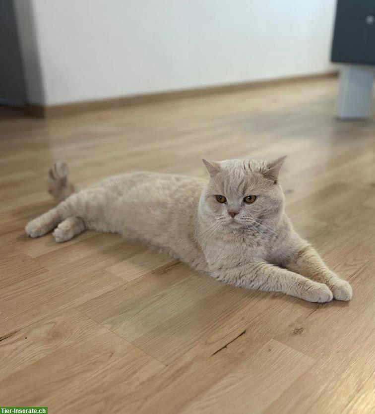 BKH Deckkater, reinrassig in fawn creme