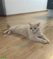 BKH Deckkater, reinrassig in fawn creme