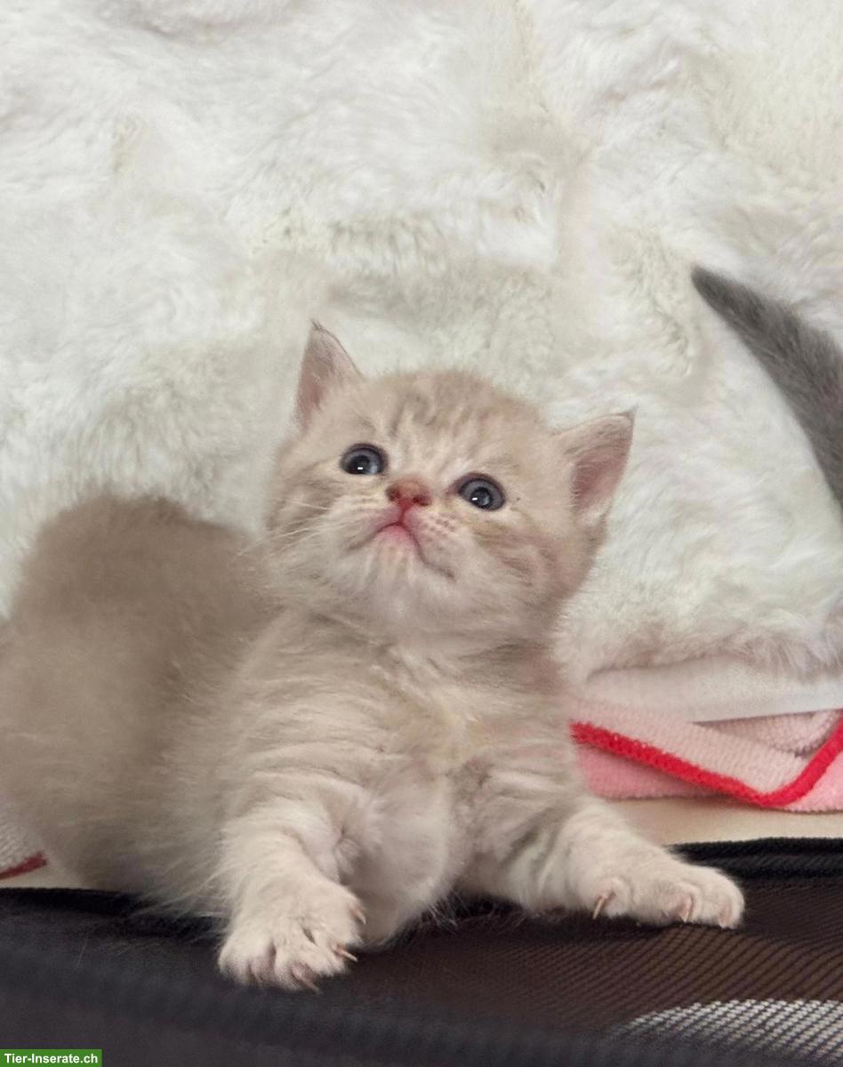 Bild 10: Reinrassiger BKH-Deckkater in seltener Creme-Farbe