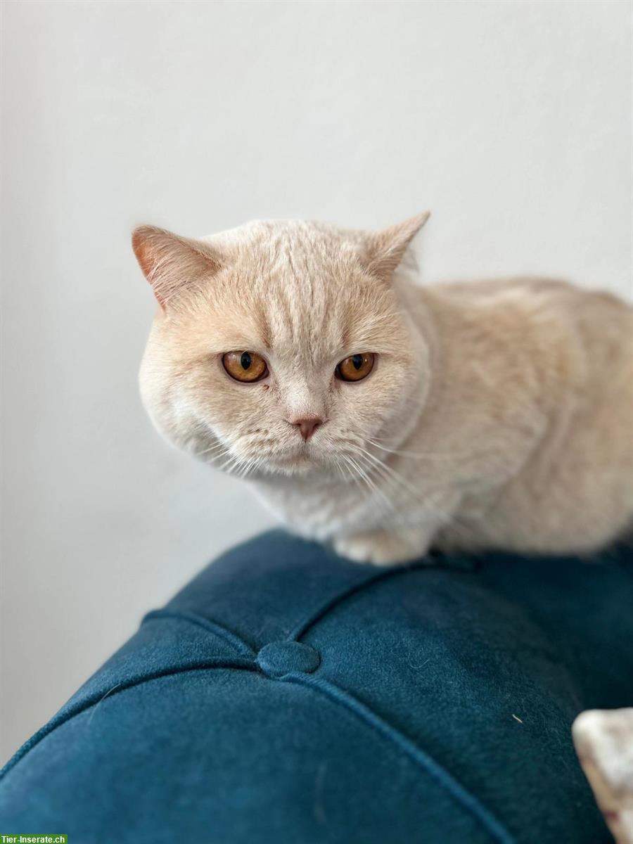 Bild 2: BKH Deckkater, reinrassig in fawn creme