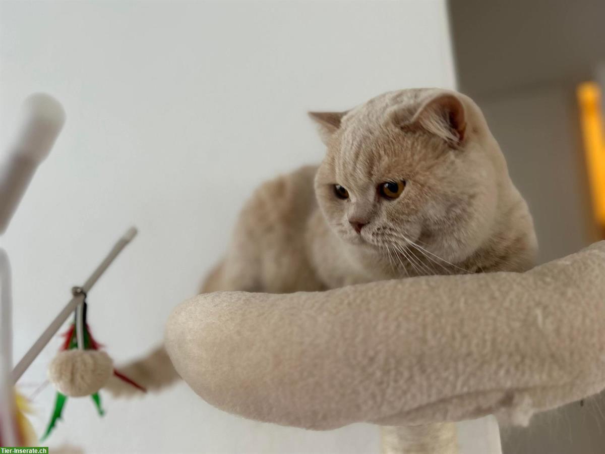 Bild 3: BKH Deckkater, reinrassig in fawn creme