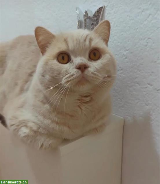 Bild 4: BKH Deckkater, reinrassig in fawn creme