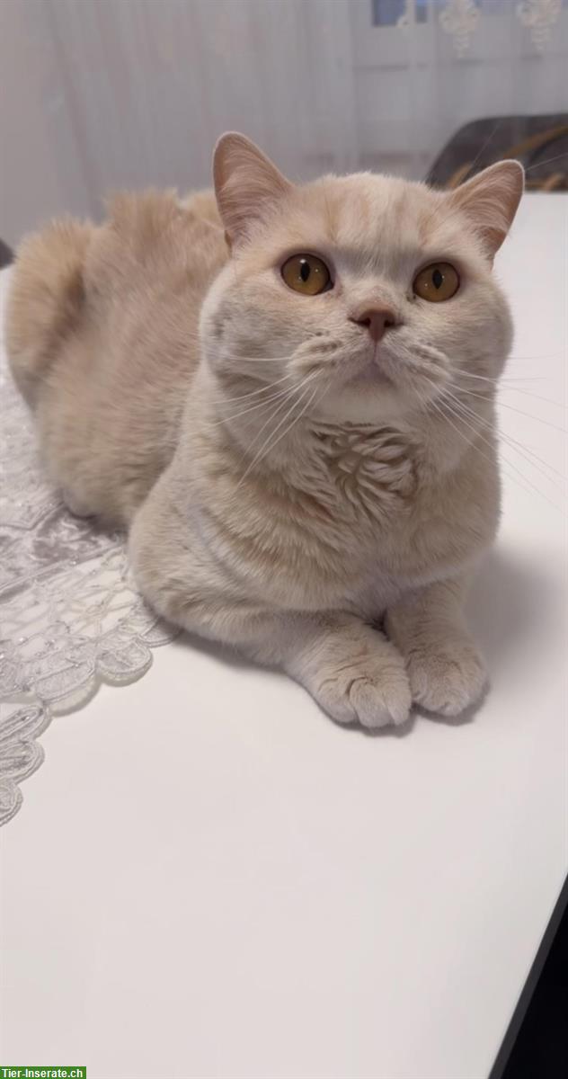 Bild 6: Reinrassiger BKH-Deckkater in seltener Creme-Farbe