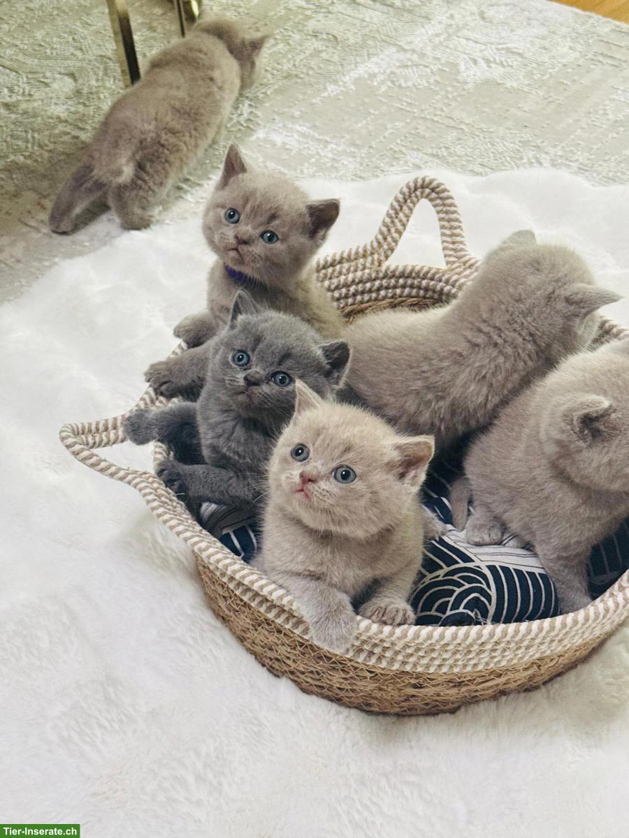 Bild 7: Reinrassiger BKH-Deckkater in seltener Creme-Farbe