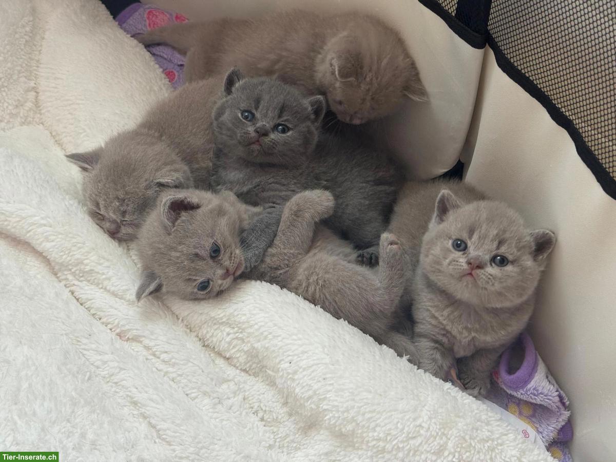 Bild 8: Reinrassiger BKH-Deckkater in seltener Creme-Farbe