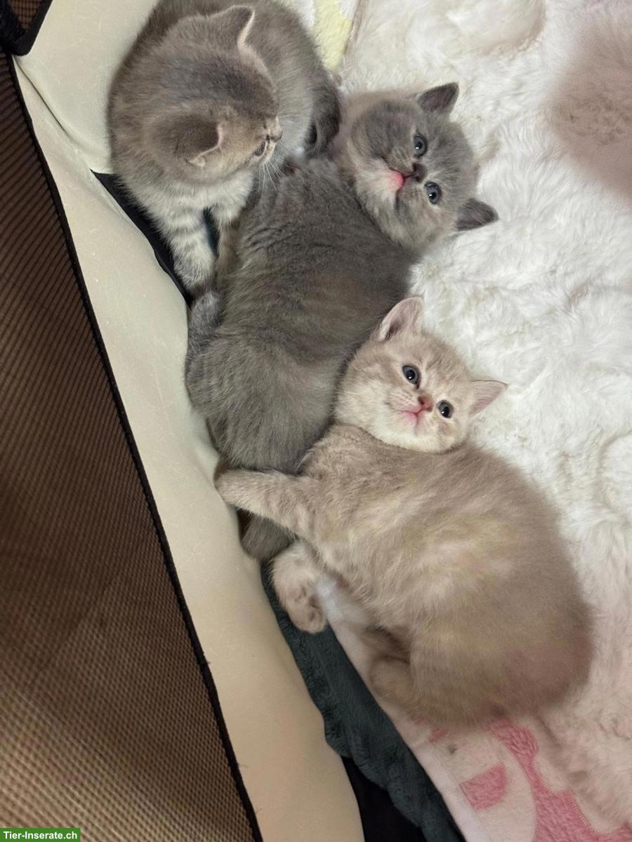 Bild 9: Reinrassiger BKH-Deckkater in seltener Creme-Farbe