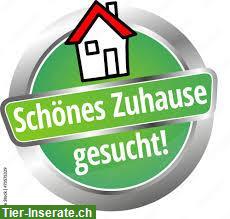 Suchen Haus / Wohnung & Arbeit, ganze Schweiz, Österreich