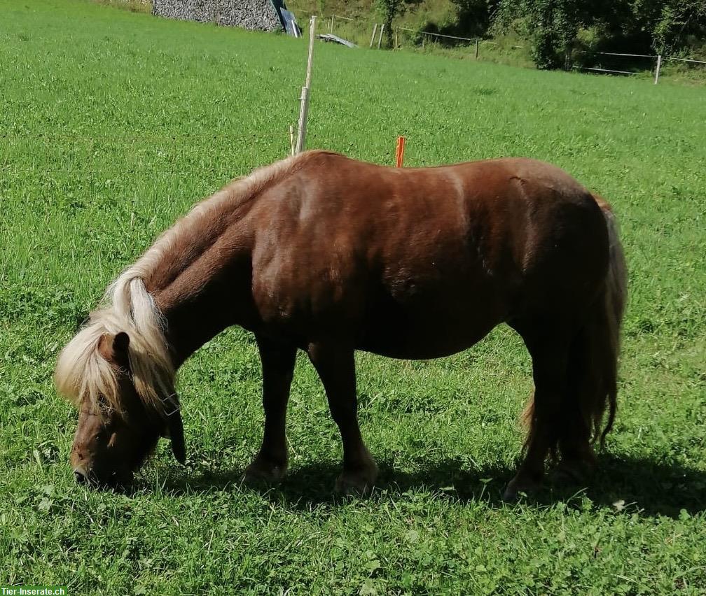 Mini Shetty Stute 15-jährig, dringend in gute Hände