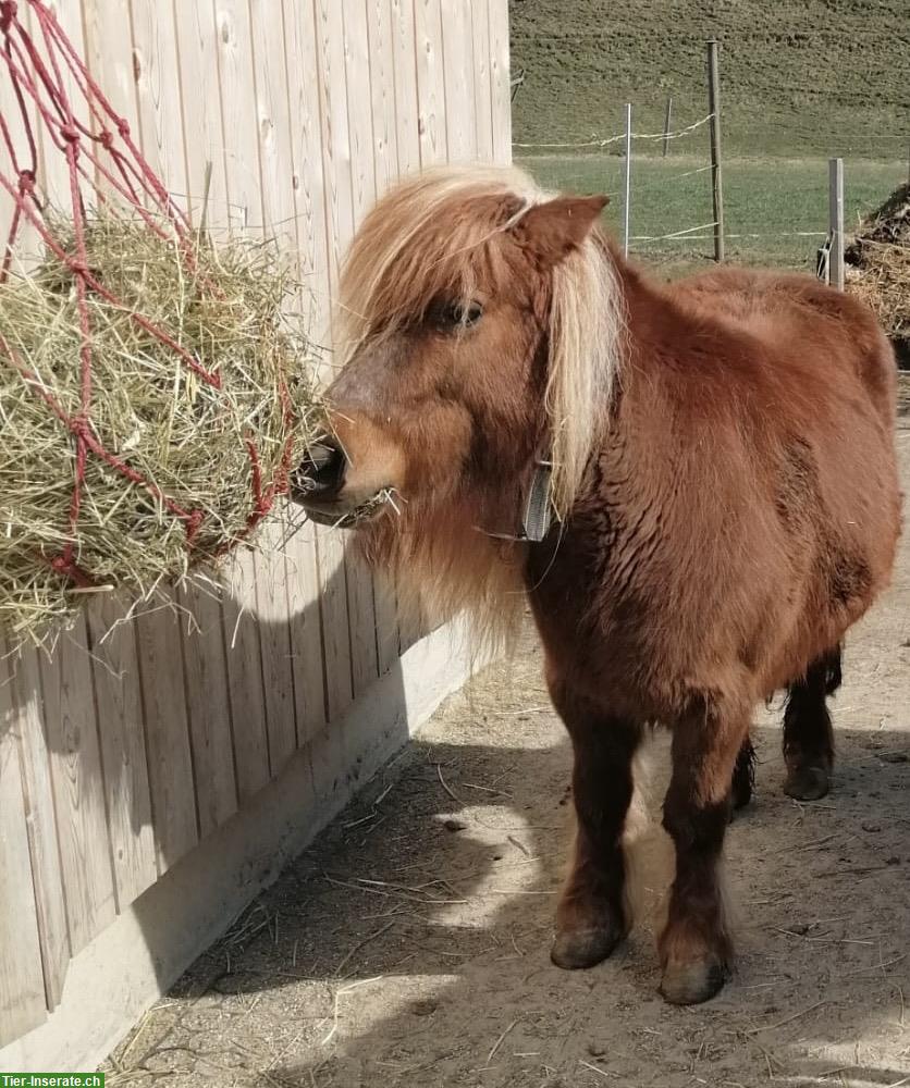 Bild 2: Mini Shetty Stute 15-jährig, dringend in gute Hände