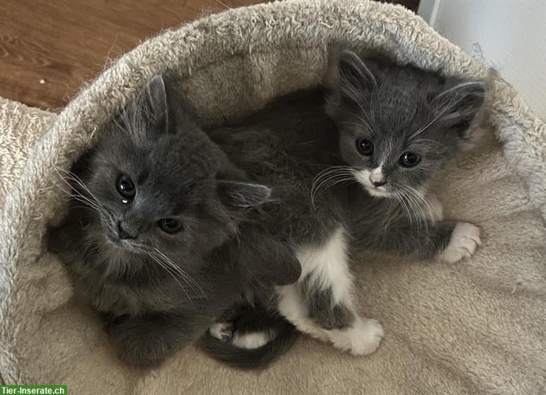 Neva Masquarade Mix Kitten, 2 graue Kater