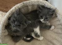 Neva Masquarade Mix Kitten, 2 graue Kater