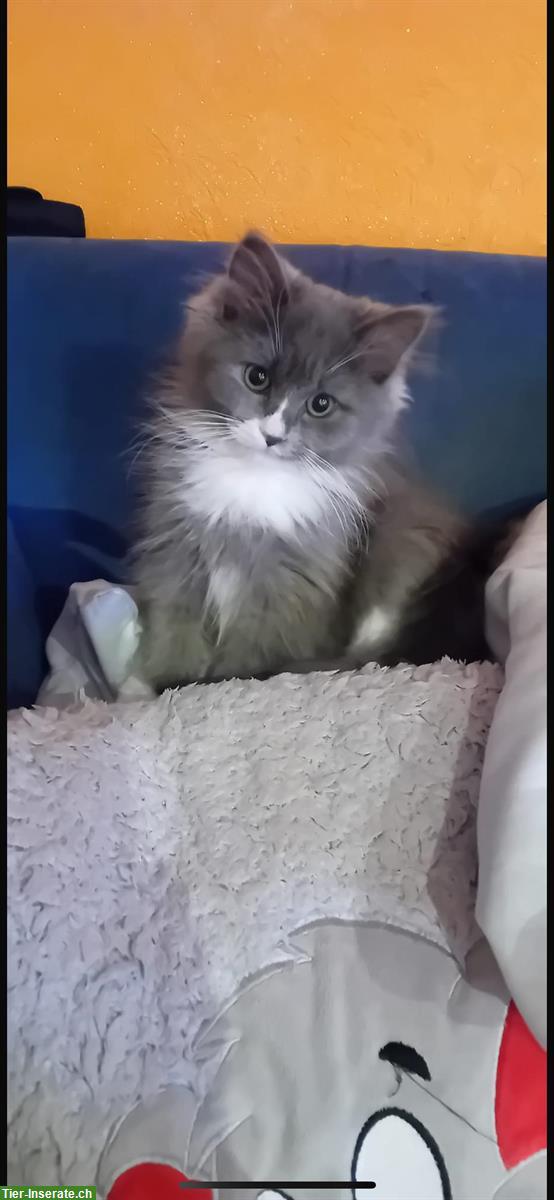 Bild 2: Neva Masquarade Mix Kitten, 2 graue Kater