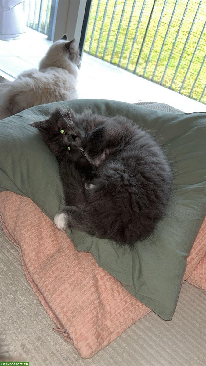 Bild 3: Neva Masquarade Mix Kitten, 2 graue Kater