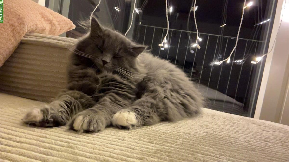 Bild 4: Neva Masquarade Mix Kitten, 2 graue Kater