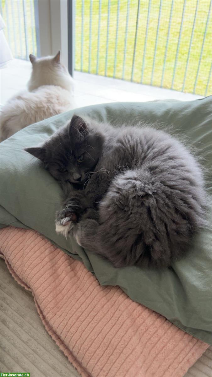 Bild 5: Neva Masquarade Mix Kitten, 2 graue Kater