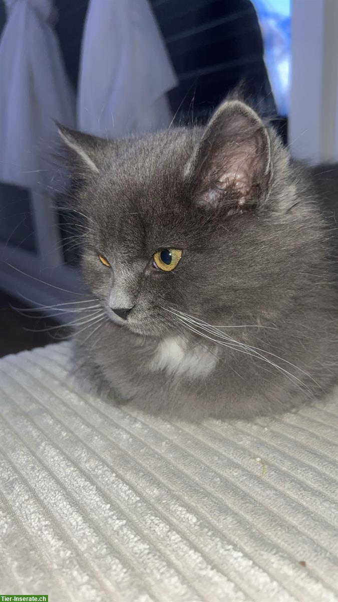 Bild 6: Neva Masquarade Mix Kitten, 2 graue Kater