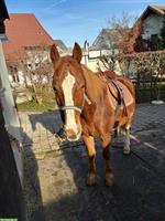 Freiberger Wallach, geritten & gefahren, ideales Familienpferd