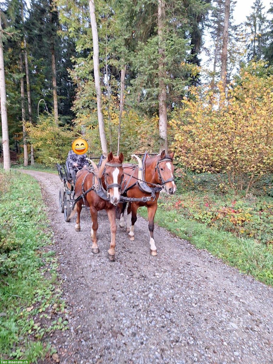 Bild 2: Freiberger Wallach, geritten & gefahren, ideales Familienpferd