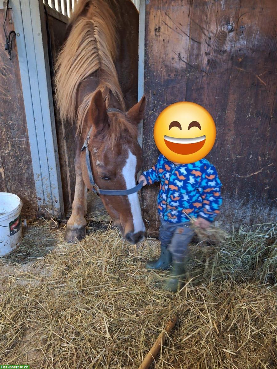 Bild 3: Freiberger Wallach, geritten & gefahren, ideales Familienpferd