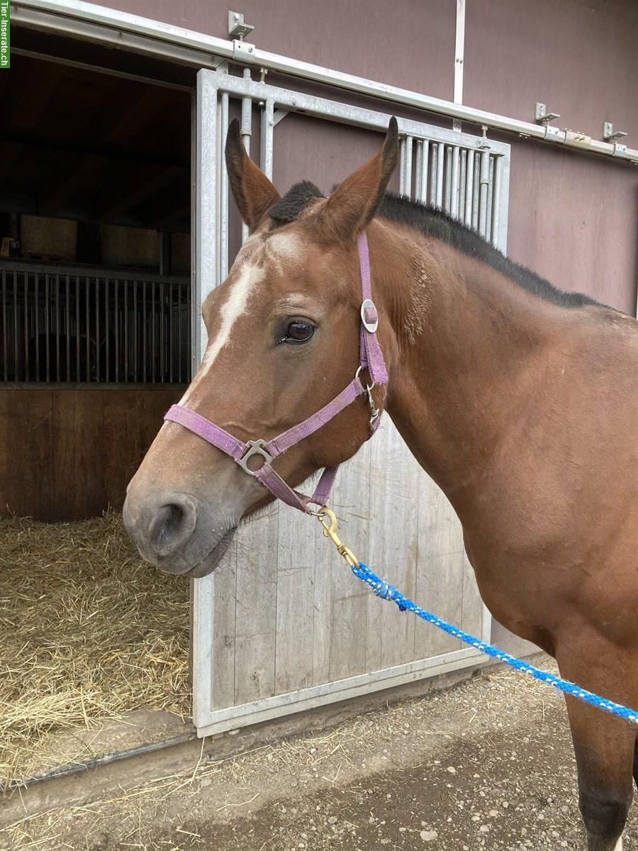Bild 2: Job als Stallhilfe in Elsau ZH für kleinen Pferdeoffenstall