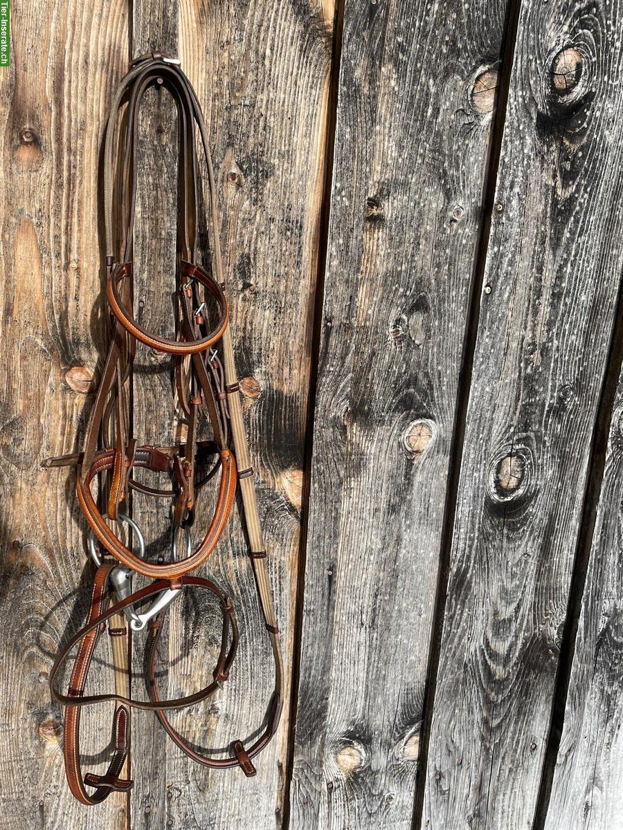 Bild 4: Stübben Sattel Roxane, Honig