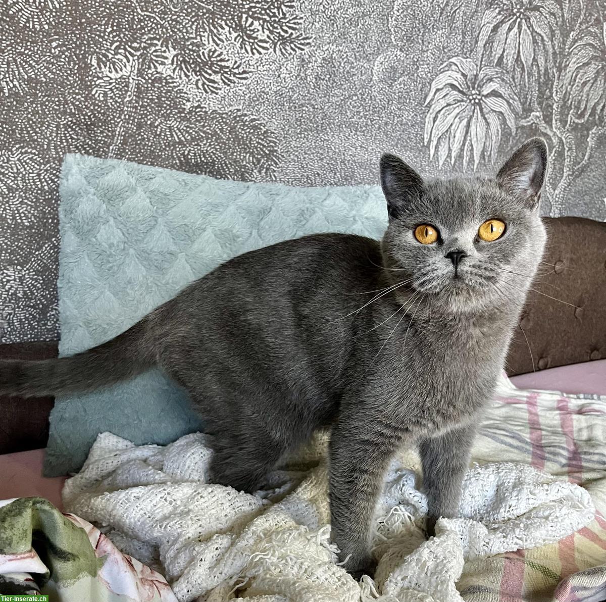 Ehemalige BKH Zuchtkätzin sucht liebes Zuhause