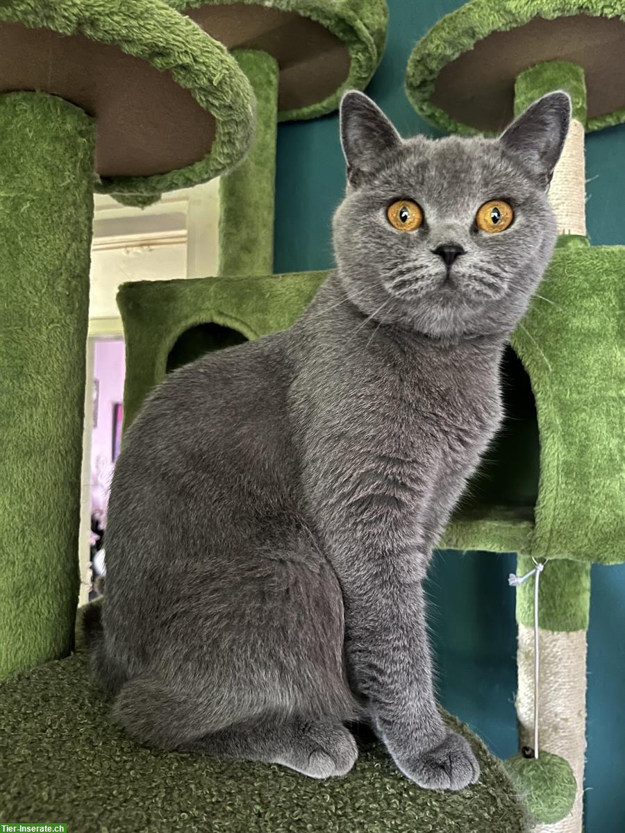 Bild 2: Ehemalige BKH Zuchtkätzin sucht liebes Zuhause