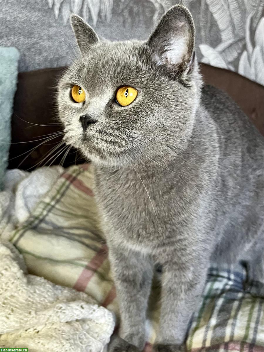 Bild 3: Ehemalige BKH Zuchtkätzin sucht liebes Zuhause