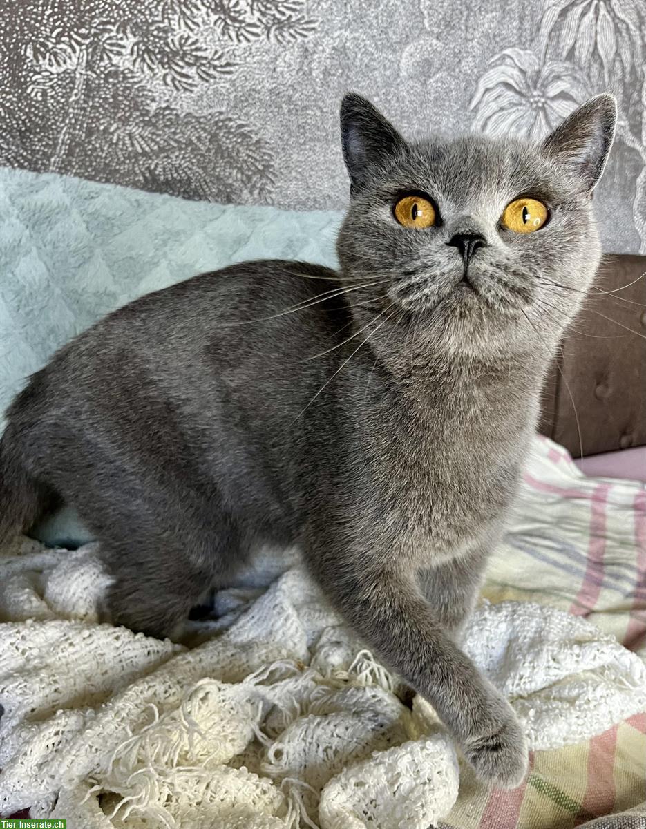 Bild 4: Ehemalige BKH Zuchtkätzin sucht liebes Zuhause