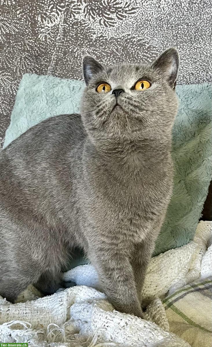 Bild 5: Ehemalige BKH Zuchtkätzin sucht liebes Zuhause