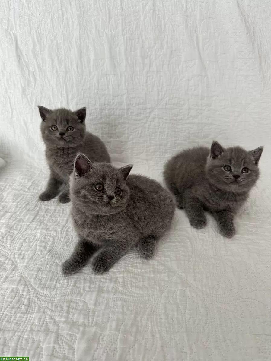 Süße BKH Kitten blau suchen ein liebes Zuhause