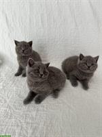 Süße BKH Kitten blau suchen ein liebes Zuhause