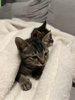 Geschwister-Kitten (Kater & Kätzin) suchen gemeinsames Zuhause