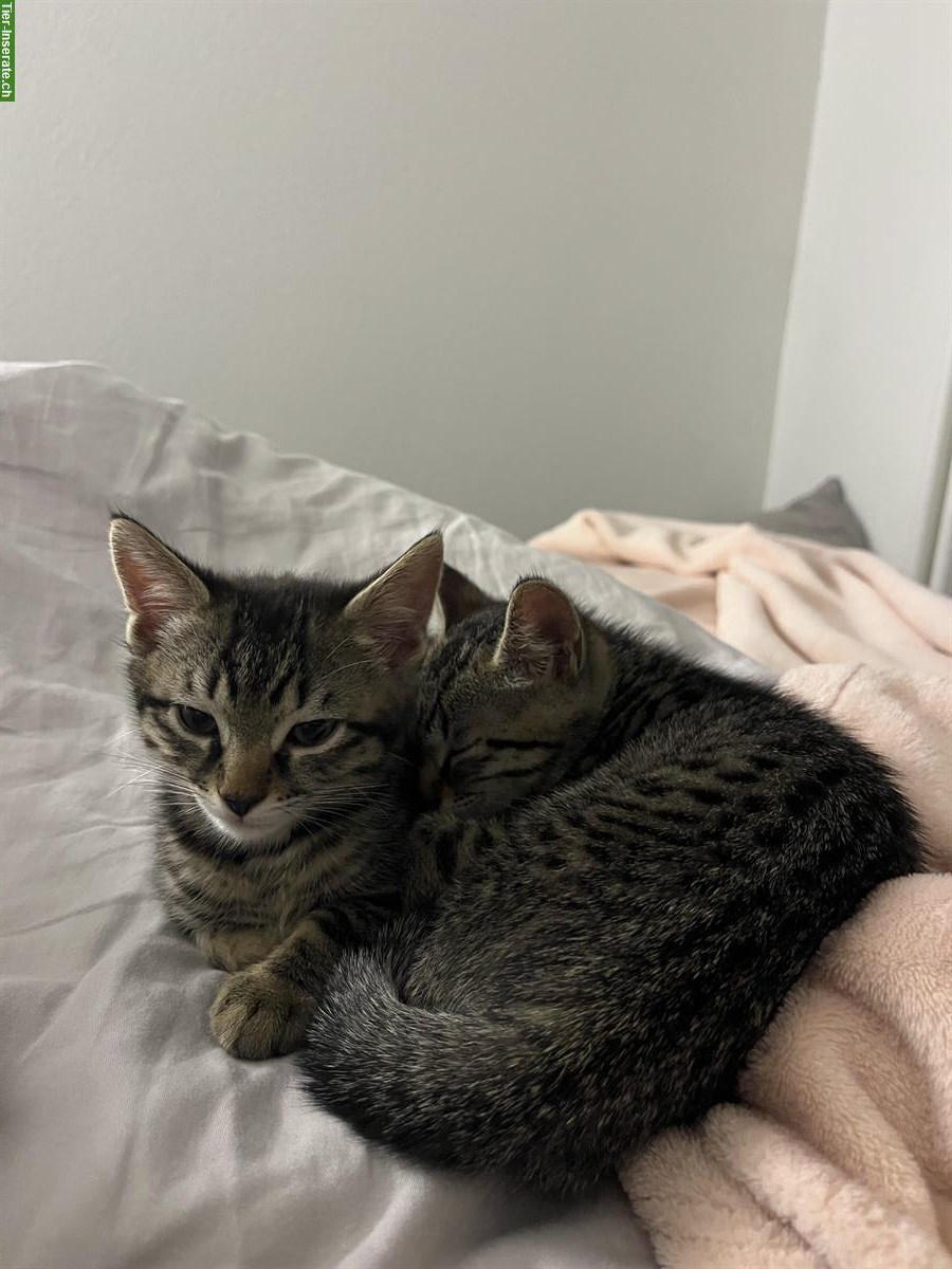 Bild 2: Geschwister-Kitten (Kater & Kätzin) suchen gemeinsames Zuhause