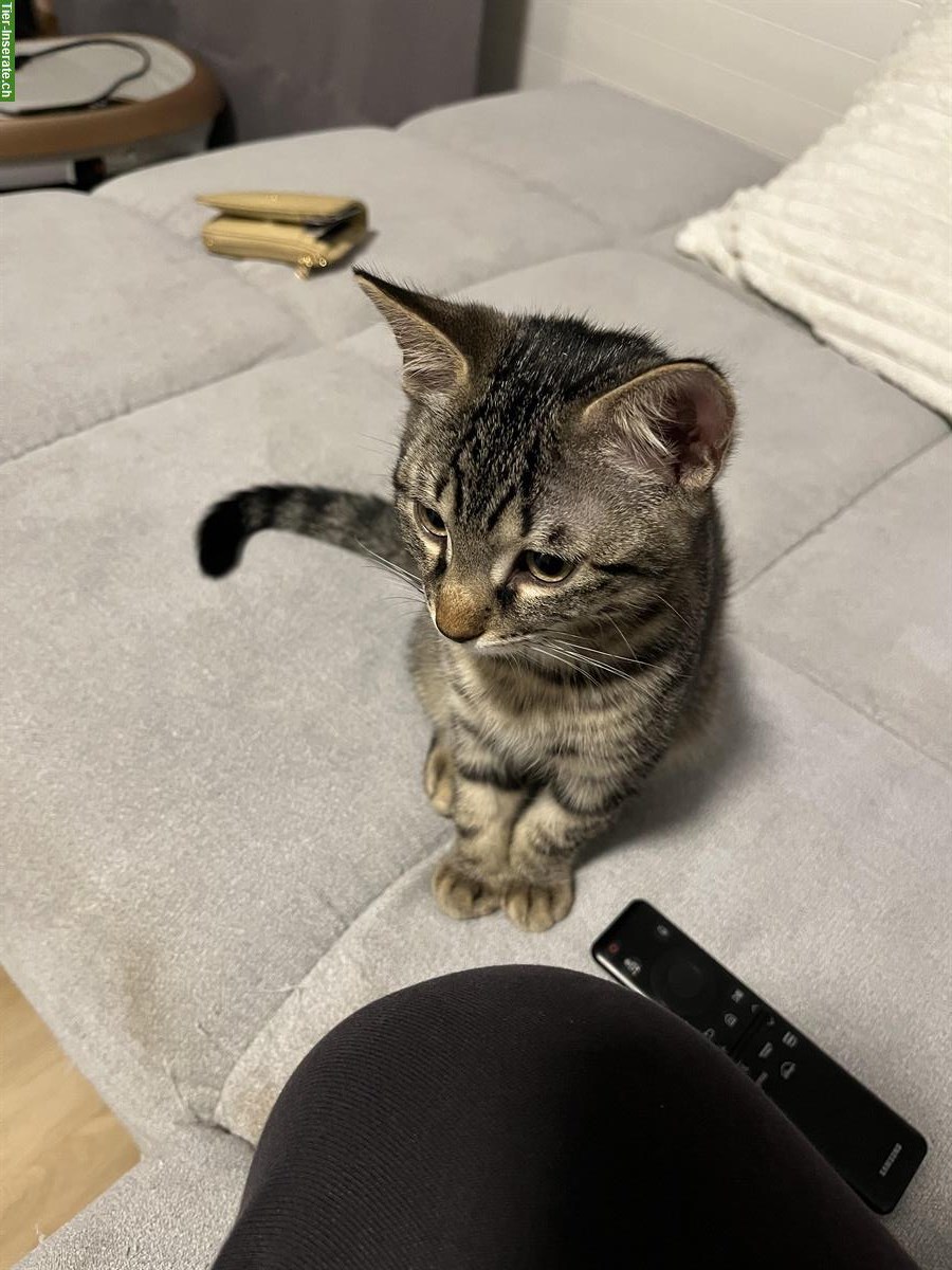 Bild 3: Geschwister-Kitten (Kater & Kätzin) suchen gemeinsames Zuhause