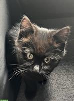 Europäisches Kurzhaar Kitten, schwarzer Kater, sehr anhänglich
