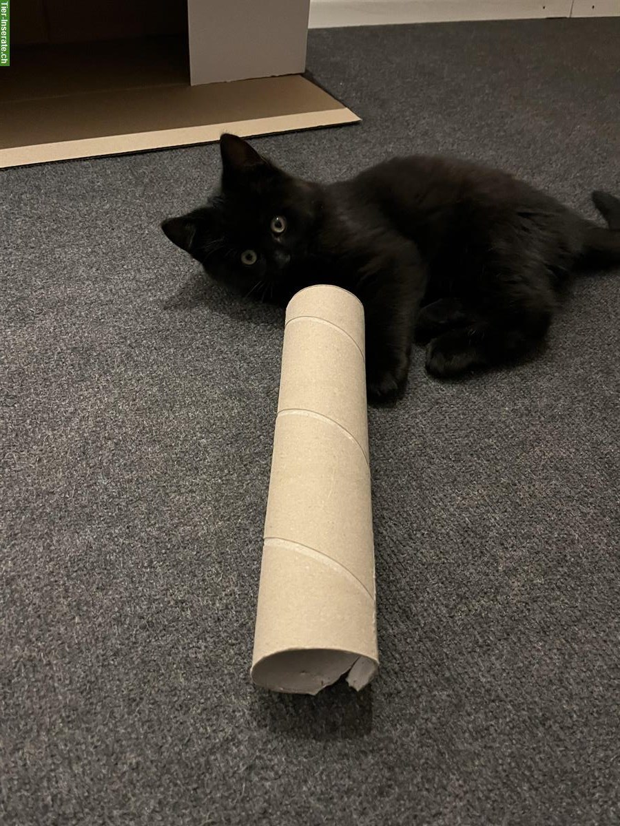 Bild 2: Europäisches Kurzhaar Kitten, schwarzer Kater, sehr anhänglich